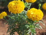 Tagetes 5