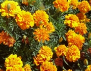 Tagetes 6