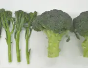 Talo de Brócolis 4