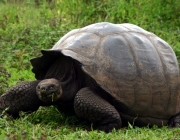 Tartaruga Gigante 2