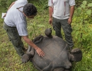 ECUADOR-GALAPAGOS-GIANT TORTOISES-DONFAUSTOI