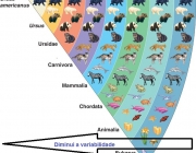 Taxonomia de Lineu 1