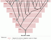 Taxonomia de Lineu 2