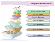 Taxonomia de Lineu 3