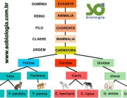 Taxonomia de Lineu 6