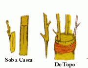 Técnicas de Enxerto 1