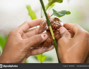 Agriculture technical of grafting lemon branchs