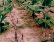 Técnicas de Irrigação na Bananeira 1