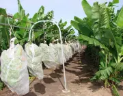 Técnicas de Irrigação na Bananeira 3