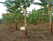 Técnicas de Irrigação na Bananeira 4