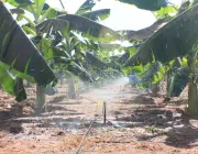 Técnicas de Irrigação na Bananeira 6