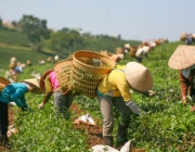 Técnicas de Jardinagem 4