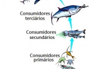 Teia Alimentar Marinha 4