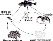 Teia Alimentar Marinha 5