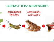 Teias Alimentares 3