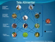 Teias Alimentares 4