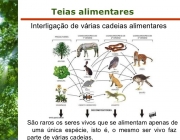 Teias Alimentares 5