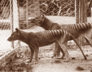 Thylacinus Cynocephalus 1