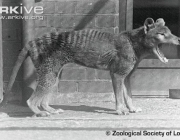 ARKive image GES001864 - Thylacine