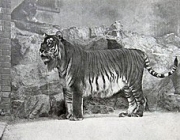 Tigre Cáspio 2