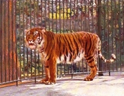 Tigre Cáspio 3