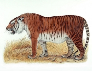 Tigre Cáspio 5