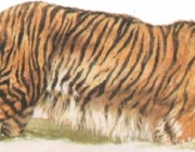 Tigre Cáspio 6