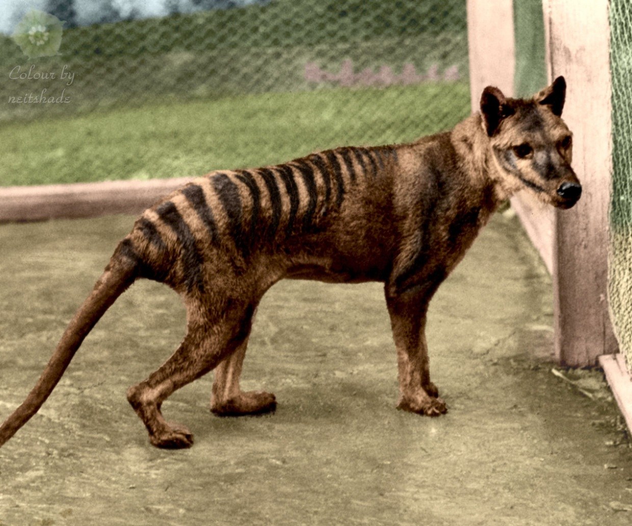 tigre-da-tasm-nia-por-que-ele-foi-extinto-mundo-ecologia
