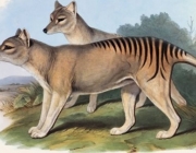 Tigre da Tasmânia 2