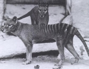Tigre da Tasmânia 4