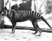 Tigre da Tasmânia 5