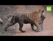 Tigre e Leopardo 1