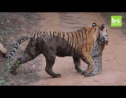 Tigre e Leopardo 3