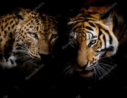 Tigre e Leopardo 6