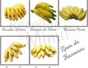 Tipos de Bananas 1