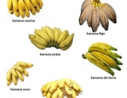 Tipos de Bananas 2