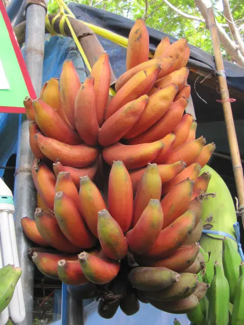 Tipos de Bananas 4