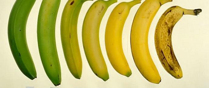 Tipos de Bananas 5