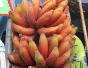 Tipos de Bananas 4