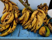 Tipos de Bananas 5