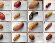 Tipos de Batatas 1