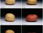 Tipos de Batatas 5