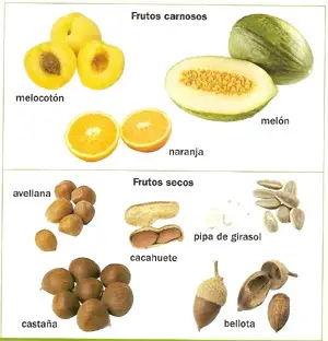 Tipos de Frutos 5