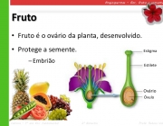 Tipos de Frutos 3