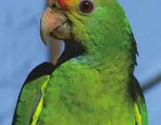 Tipos de Papagaio Verdadeiro 2