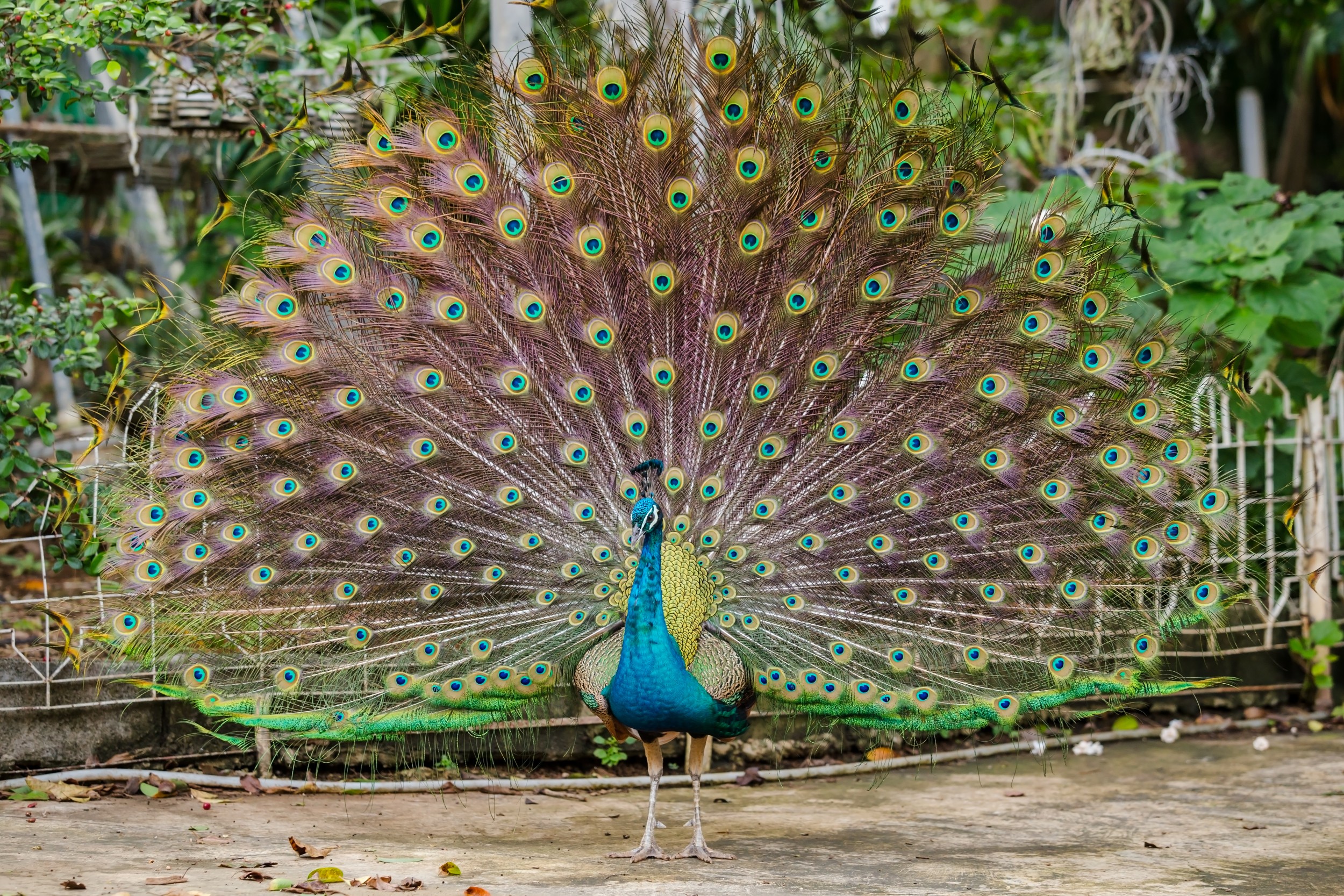 Raça de Pavão – Mundo Ecologia