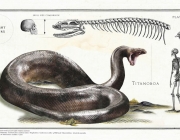 Titanoboa 2