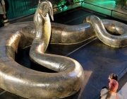 Titanoboa 3