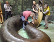 Titanoboa 6