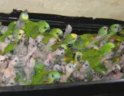 Tráfico de Papagaios 1